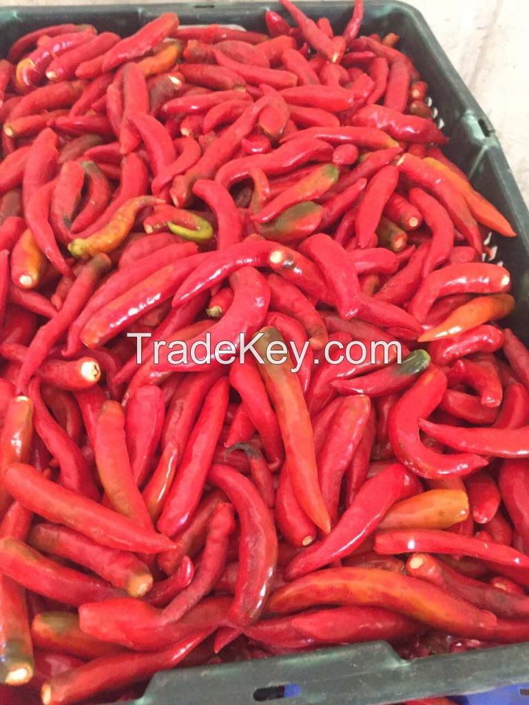 FRESH CHILLI