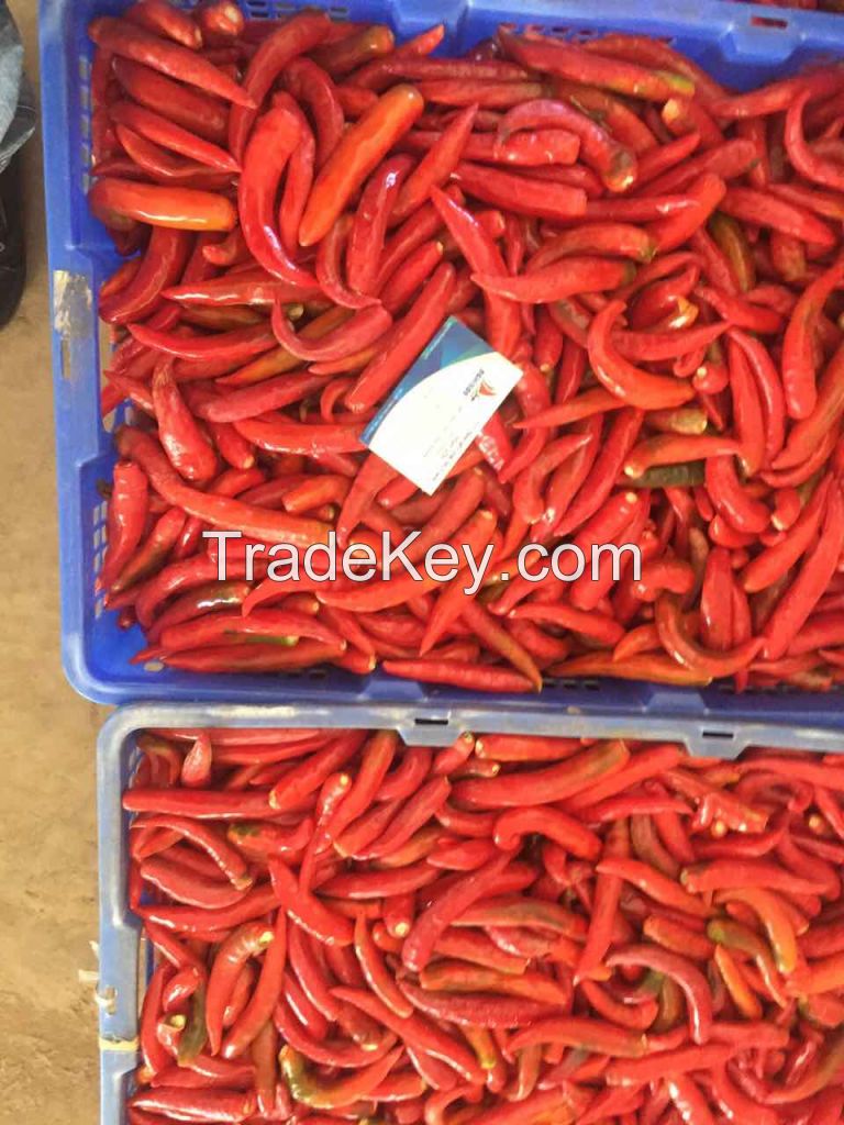 FRESH CHILLI