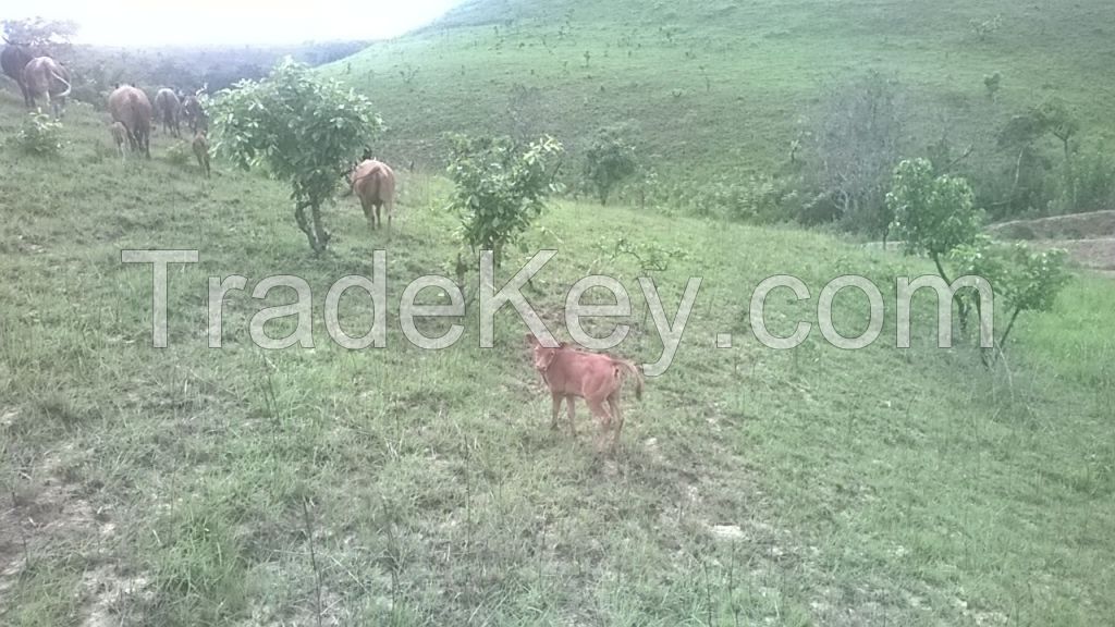 1000 ha Agricultural Farm Land in Angola