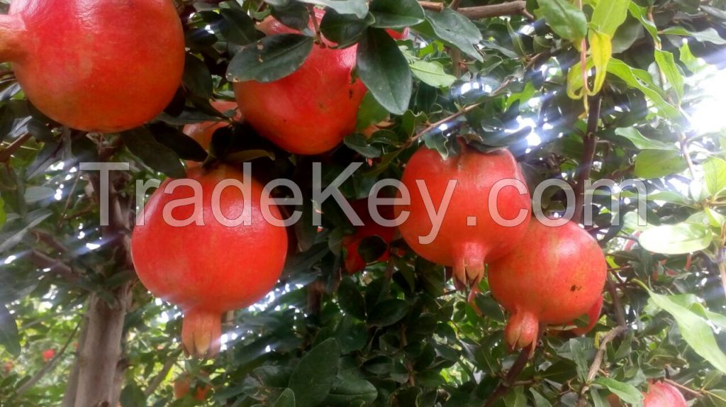 Fresh Pomegranate