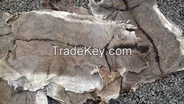 DRY SALTED DONKEY HIDES FROM KENYA