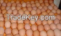 Fresh Poultry Eggs, Brown and White Table Eggs,Chicken Eggs,Hatching eggs Cobb 500 and Ross 308