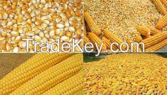 Corn Gluten Meal 60 65 Protein, Yellow Corn.Maize