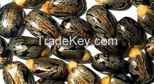 Castor Seeds, Chick Peas, Coffee bean, Pine Nuts, Almond Nuts