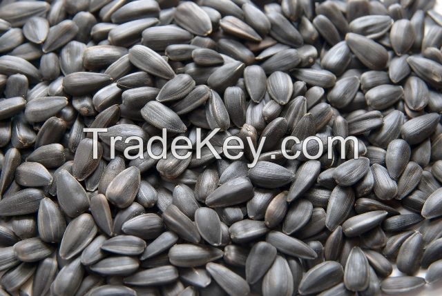 Sunflower Seeds, Snow White Pumpkin Seeds Nut