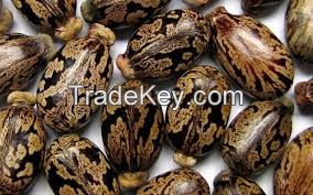 Castor Seeds, Chick Peas, Coffee bean, Pine Nuts, Almond Nuts