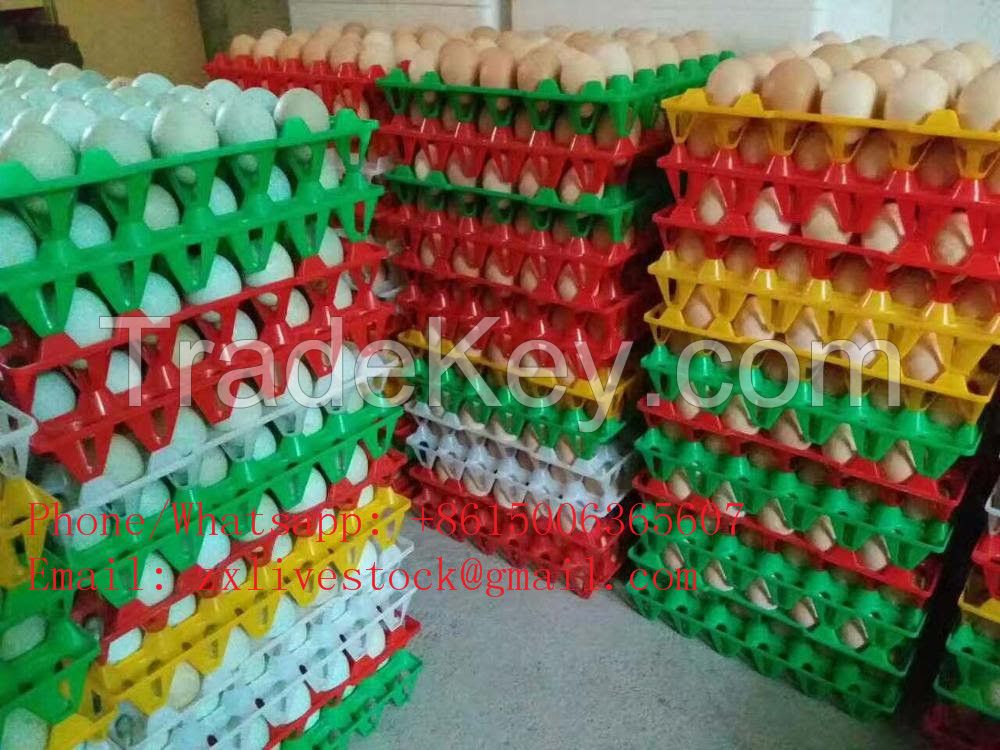 Plastic egg tray for chicken eggs duck eggs