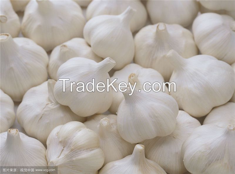 2017 new crop garlic normal white garlic 