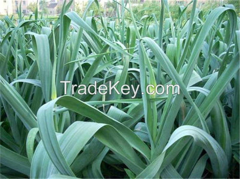 2017 new crop garlic normal white garlic 