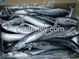 FROZEN SPANISH MACKEREL FISH WHOLE ROUND
