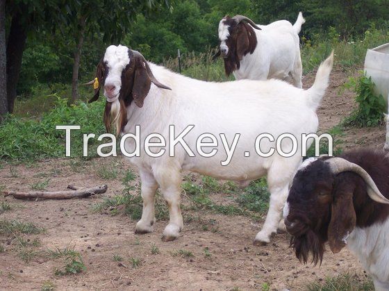 100% Full Blood LIVE Boer Goats