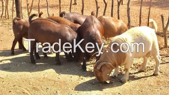 Top-quality Live Sheep, Goats, and Cattle ( Steer, Cows &amp; Calf).