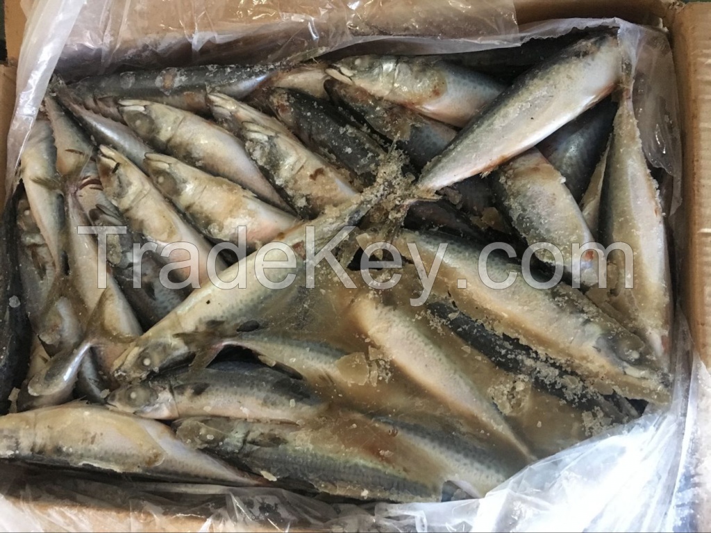 2017 New Arrival Frozen North Pacific Mackerel Fish