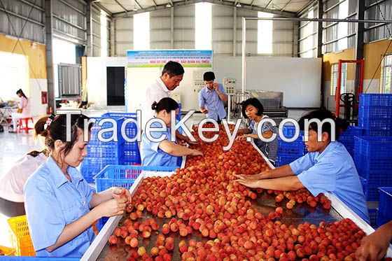 Fresh Lychee from Vietnam