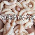 50PCS 2cm 0.3g maggot Grub Soft Lure Baits smell Worms | Glow | Shrimps