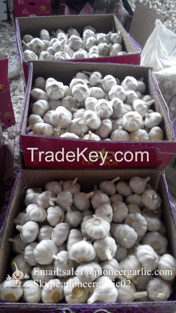 Jinxiang Shandong Fresh Normal White Garlic Loose Packing in Carton Box(4.5, 5.0, 5.5, 6.0cm)