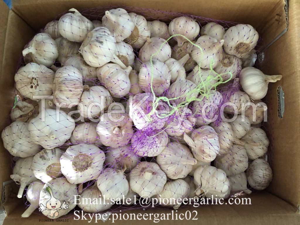 Jinxiang Shandong Fresh Normal White Garlic Loose Packing in Carton Box(4.5, 5.0, 5.5, 6.0cm)