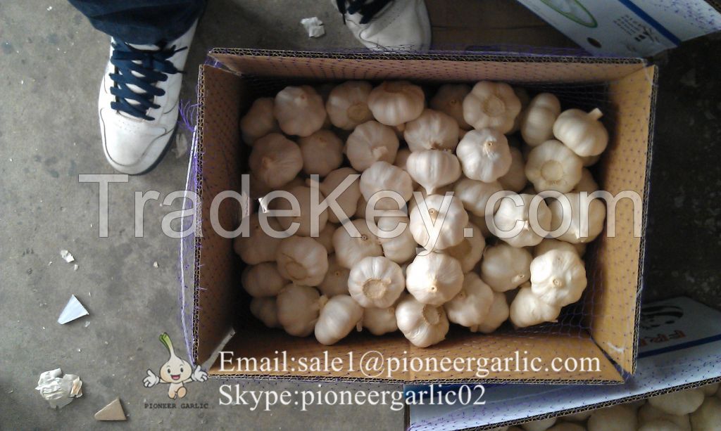 Jinxiang Shandong Fresh Normal White Garlic Loose Packing in Carton Box(4.5, 5.0, 5.5, 6.0cm)