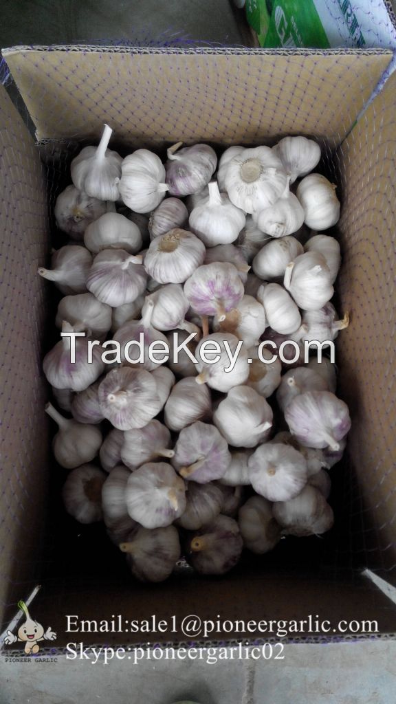 Jinxiang Shandong Fresh Normal White Garlic Loose Packing in Carton Box(4.5, 5.0, 5.5, 6.0cm)