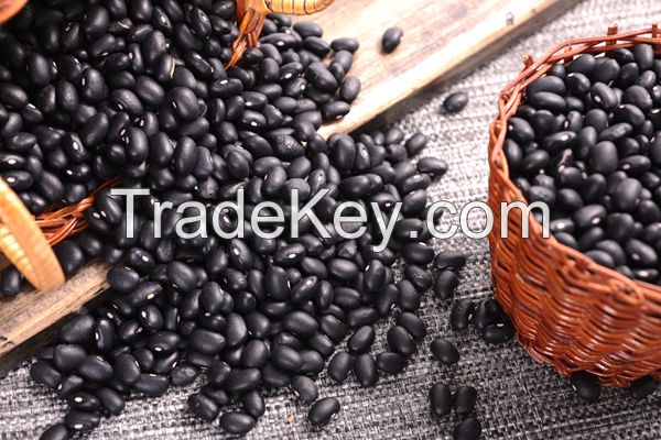 High Quality Black Bean Available