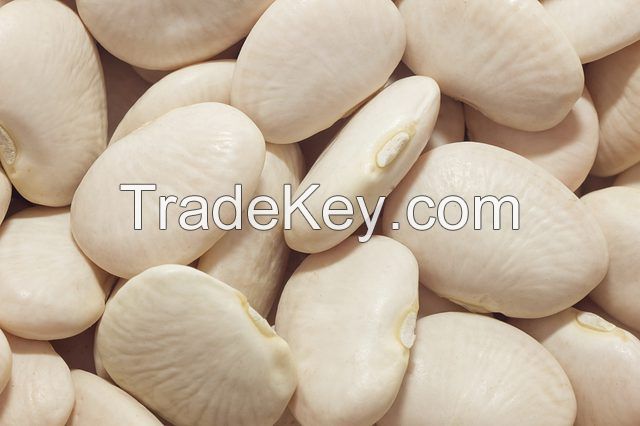 Large Quantity Lima Beans Supply