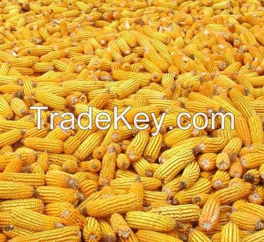 CORN