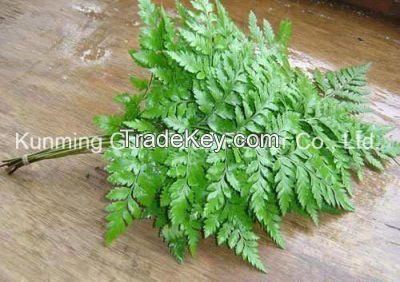 Fresh Cut Leaves Green Plants Rumohra