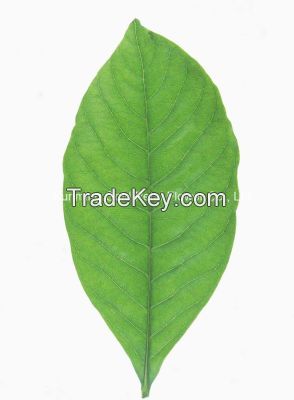 Plants High Quality Fresh Cut Leaves Gardenia