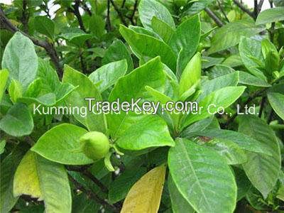 Plants High Quality Fresh Cut Leaves Gardenia