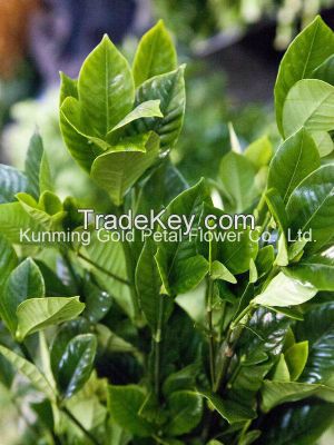 Plants High Quality Fresh Cut Leaves Gardenia