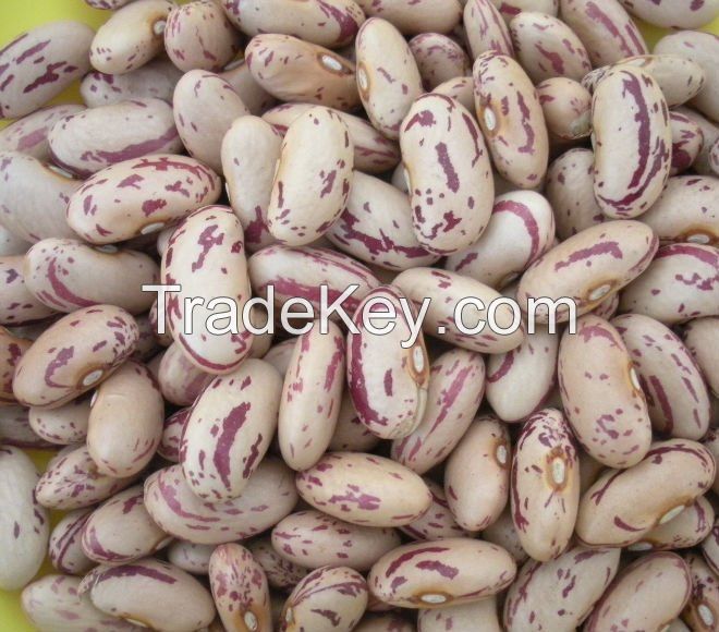 Light Speckled Kidney Bean