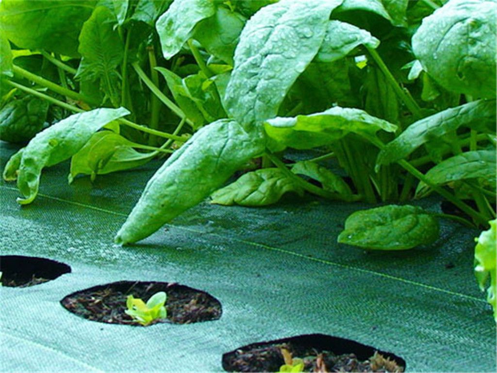 PP Ground Cover | woven ground cover