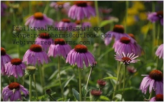 Echinacea Extract