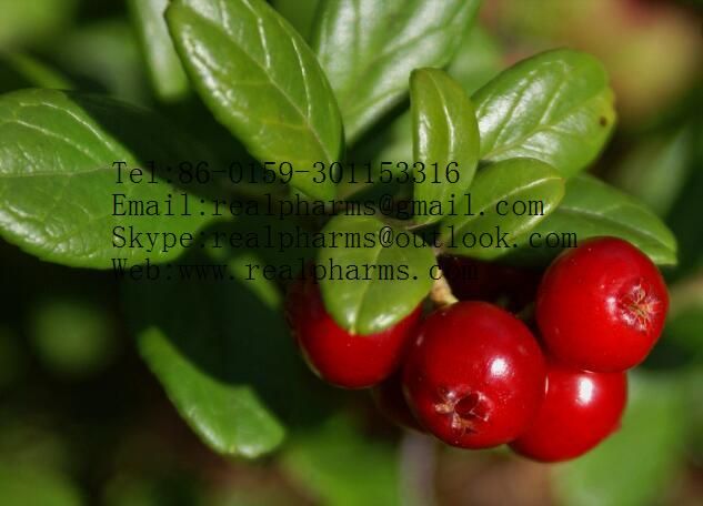 Bilberry Extract