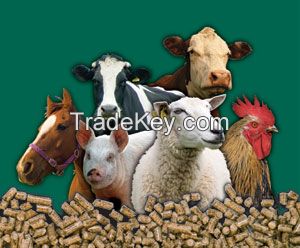 Animal feed