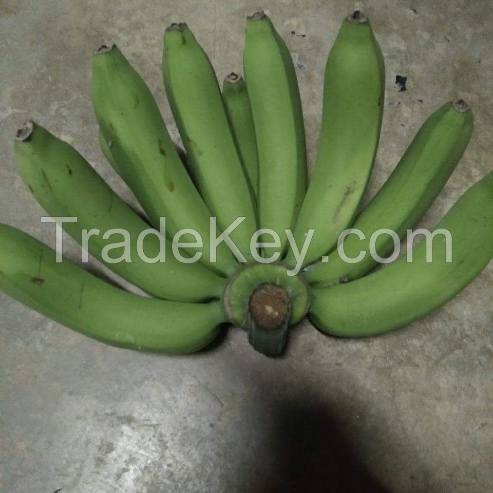 GREEN CAVENDISH BANANA