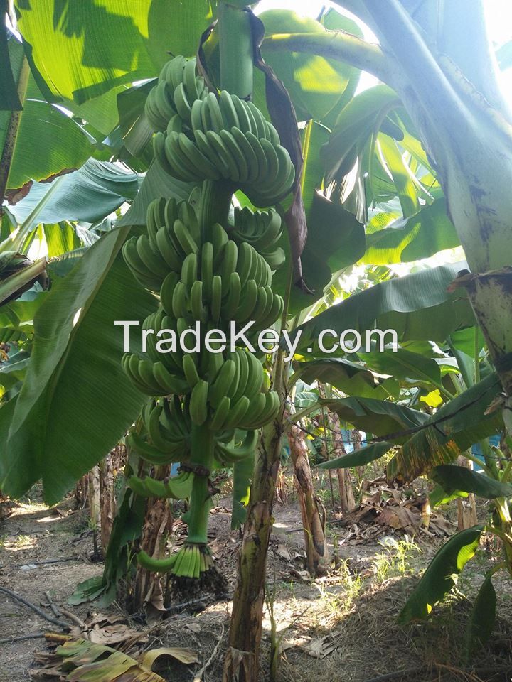 GREEN CAVENDISH BANANA