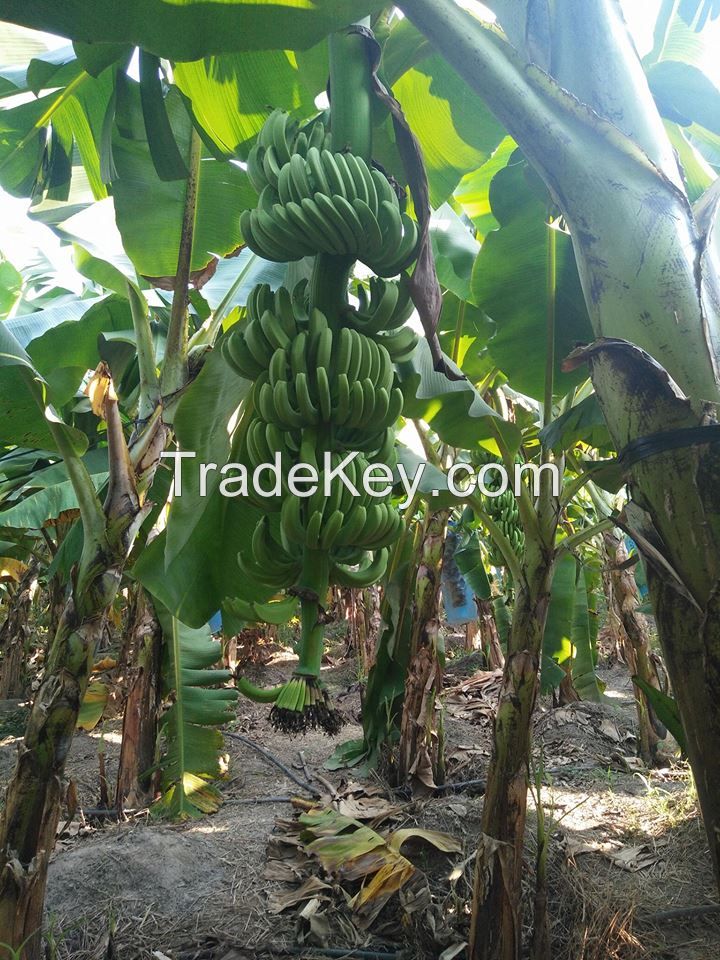 GREEN CAVENDISH BANANA