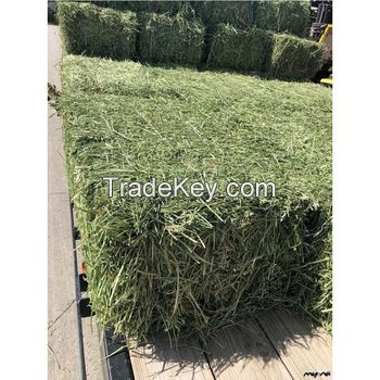 Good quality Alfalfa hay animal feed 