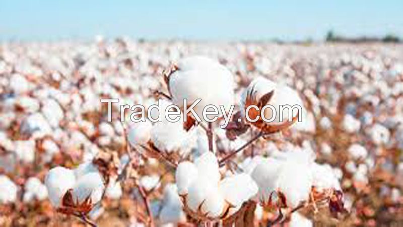 Cotton