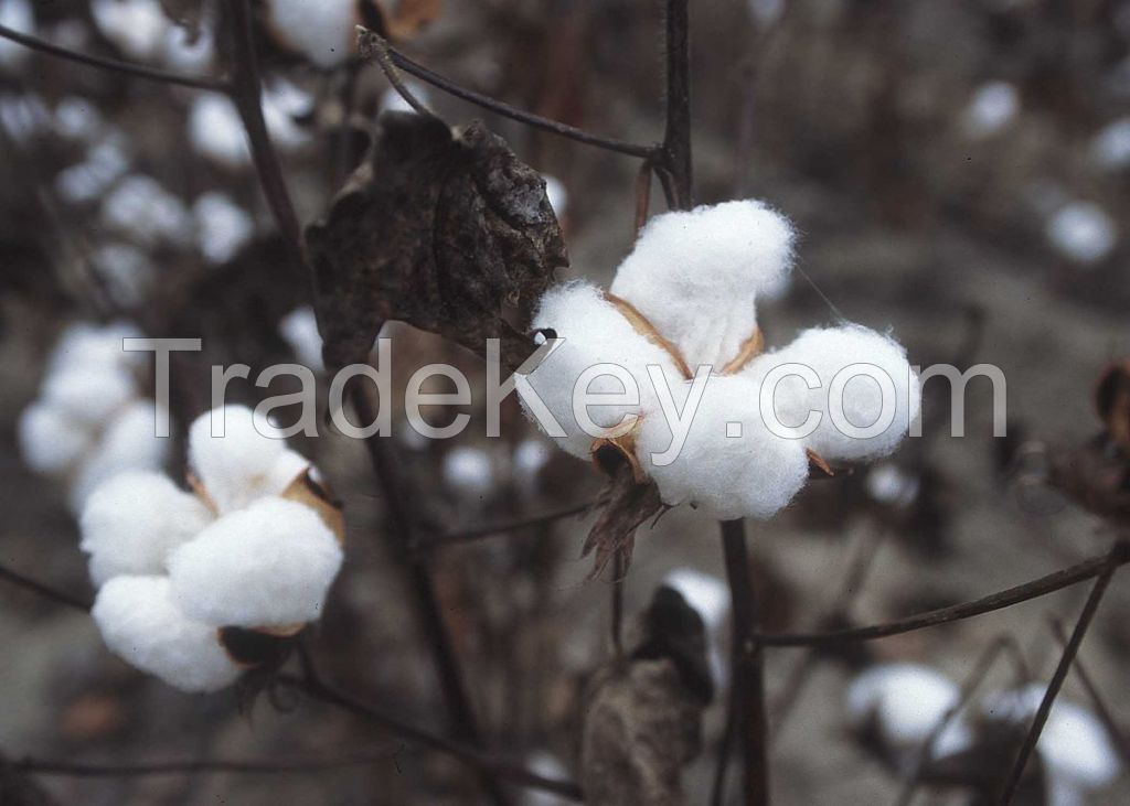 Cotton