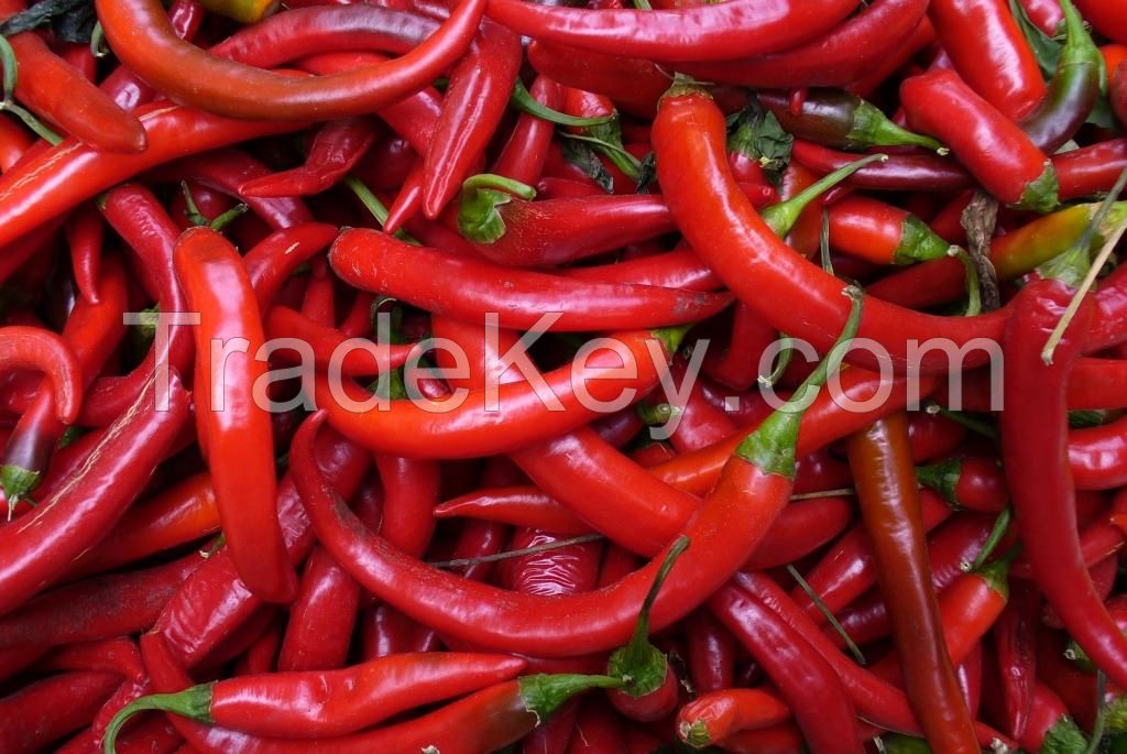 Chilli Pepper