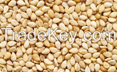 Sesame Seed