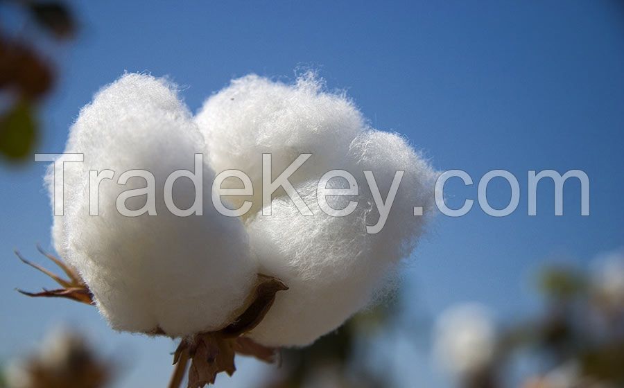 Cotton