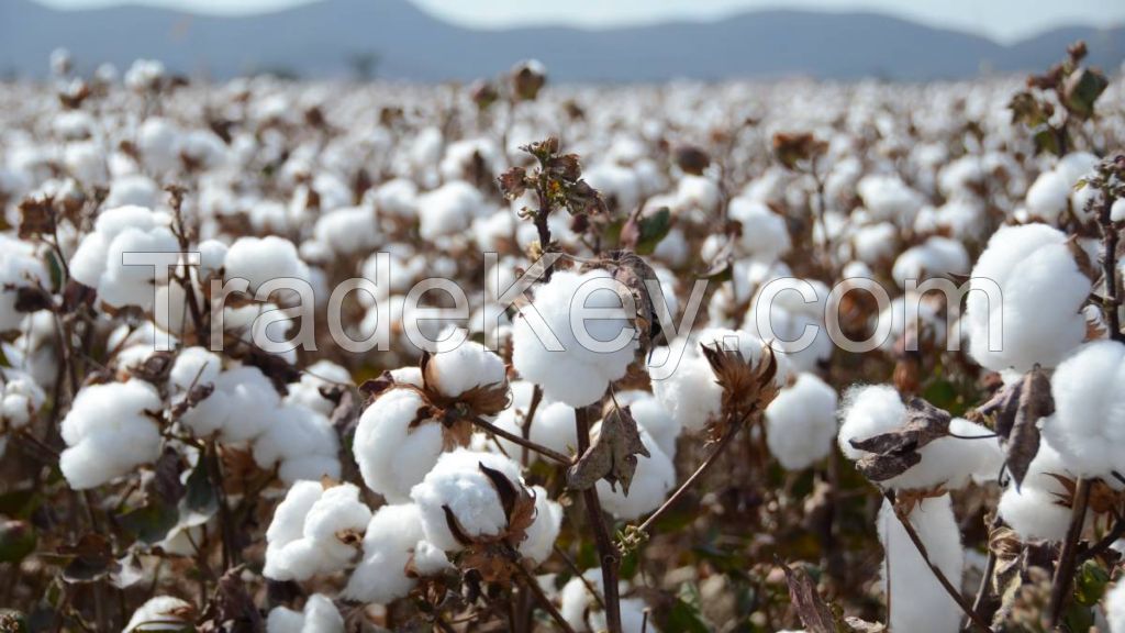 Cotton