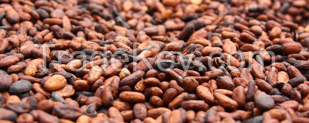 Cocoa Beans