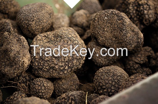 Best Natural Truffles from Italy