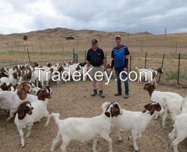 Boer Goats