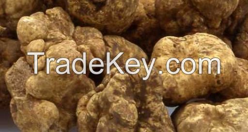 Best White Truffles from Italy