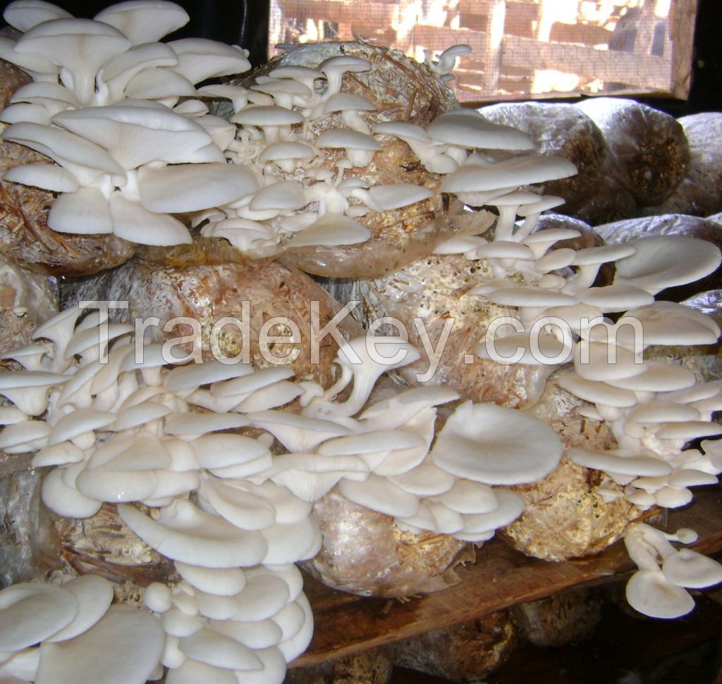 Best oyster Mushrooms